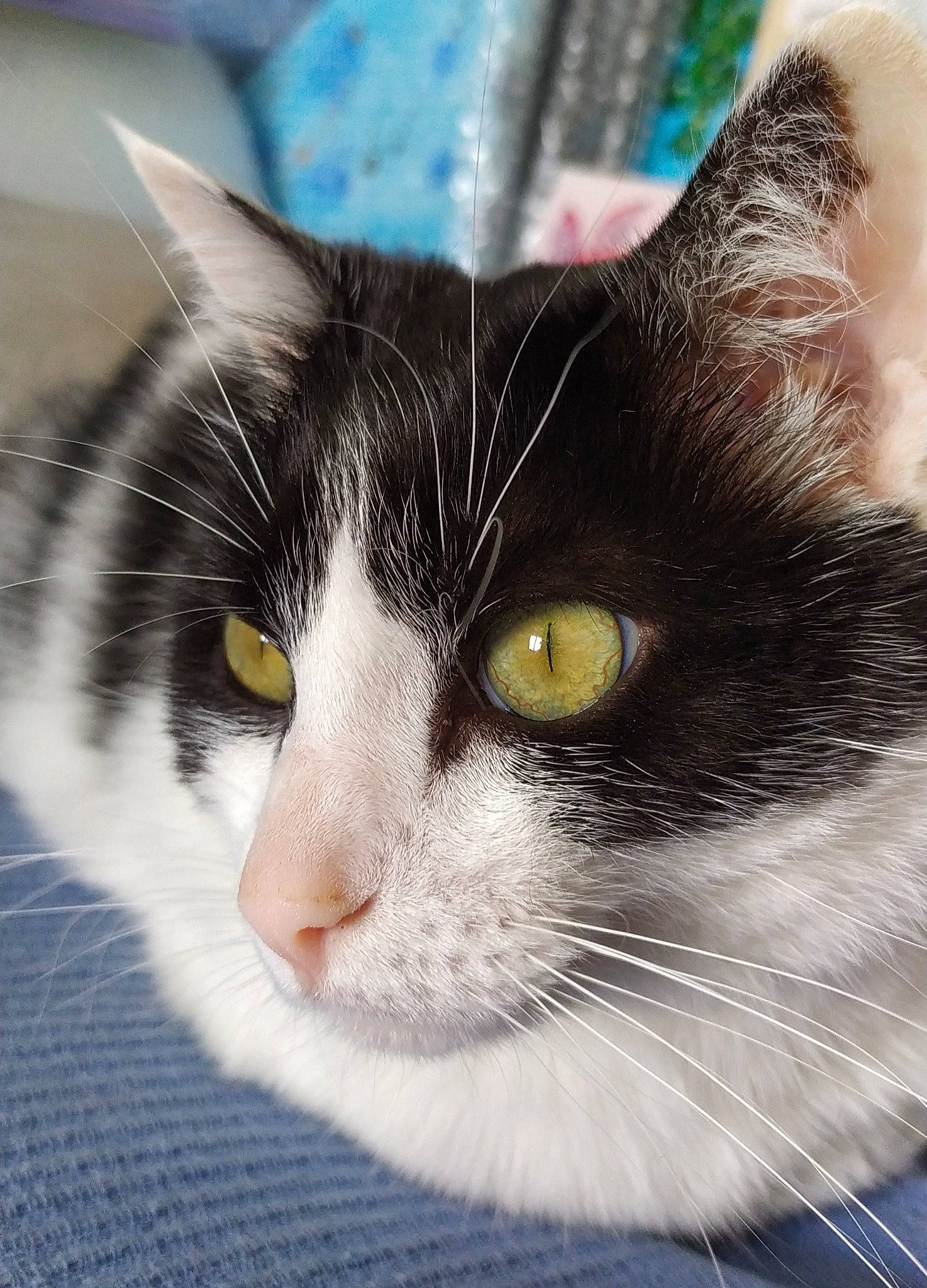 Louloute participe au concours pour gagner de l'argent avec cette photo : carnivore, cat, close_up, comfort, domestic_short_haired_cat, eye, felidae, fur, head, iris, nose, paw, small_to_medium_sized_cats, snout, tail, whiskers