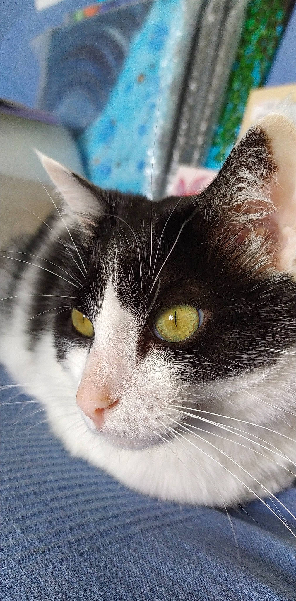 Louloute participe au concours pour gagner de l'argent avec cette photo : carnivore, cat, close_up, comfort, domestic_short_haired_cat, eye, felidae, fur, hair, paw, small_to_medium_sized_cats, tail, whiskers, window