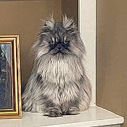 Jax joined the competition — help win amazing prizes! animal, cat, decor, domestic_animal, eyes, face, fluffy, fur, furniture, grey_cat, grumpy_expression, household, indoor, pet, picture_frame, portrait, shelf, sitting, still_life, whiskers