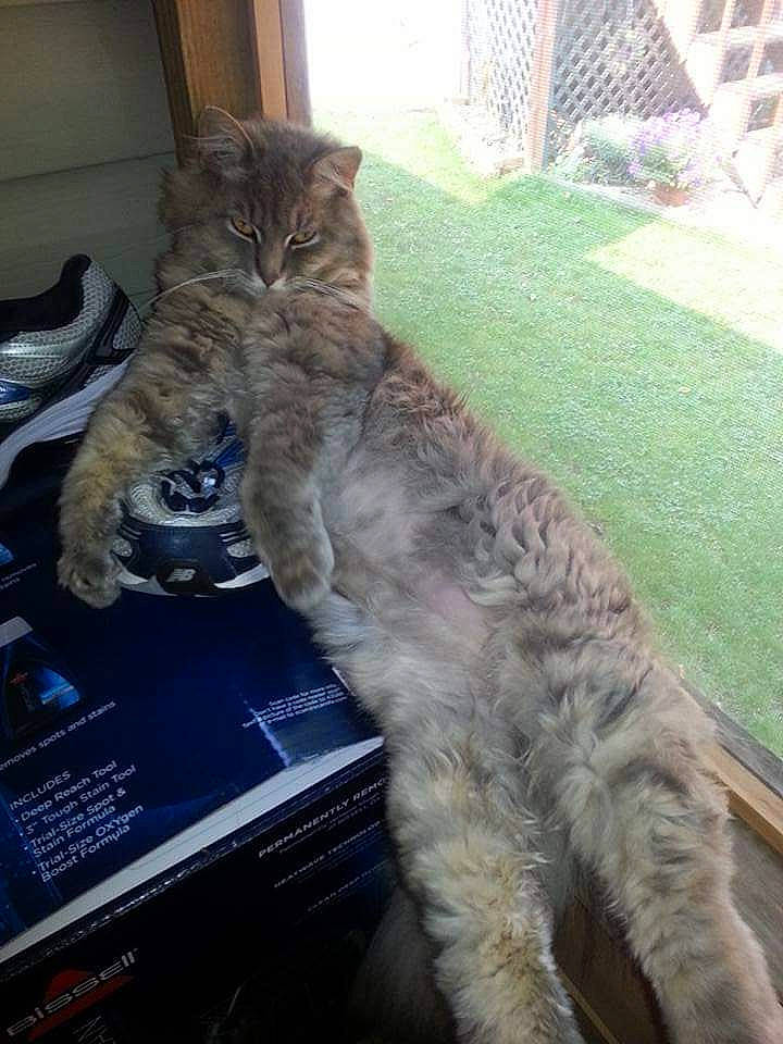 Butterball is registered to the contest to win money with this photo: carnivore, cat, claw, comfort, computer, domestic_short_haired_cat, felidae, fur, lap, laptop, paw, personal_computer, plant, small_to_medium_sized_cats, tail, terrestrial_animal, whiskers