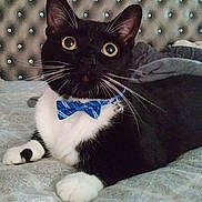 Gibbs is registered to the contest to win money with this photo: cat, tuxedo_cat, black_and_white, bow_tie, blue_accessory, pet, feline, whiskers, green_eyes, large_eyes, pointed_ears, paws, lying_down, indoor, bed, upholstery, closeup, portrait, cute, formal