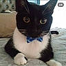 Gibbs joined the competition — help win amazing prizes! cat, tuxedo_cat, black_and_white, bow_tie, blue_accessory, pet, feline, whiskers, large_eyes, staring, portrait, close_up, lying_down, paws, bed, bedroom, headboard, indoor, cute, funny