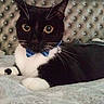 cat, black_and_white_cat, tuxedo_cat, bow_tie, blue_bow_tie, pet, animal, feline, whiskers, large_eyes, indoors, bed, bedding, cushion, sparkly_background, lying_down, portrait, close_up, black_fur, white_fur