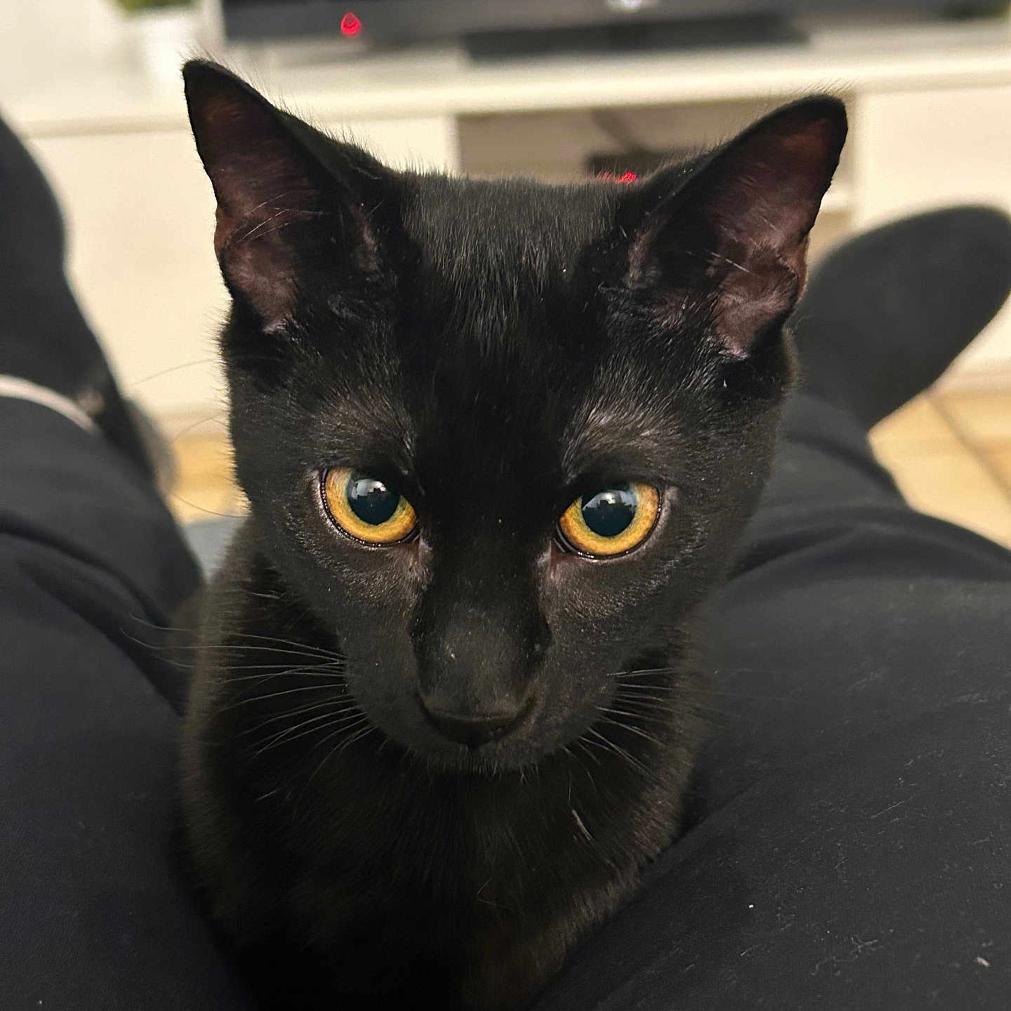 Pumpkin participe au concours pour gagner de l'argent avec cette photo : abyssinian, animal, blackcat, cat, computerhardware, egyptiancat, electronics, hardware, kitten, manx, monitor, person, pet, screen, tv