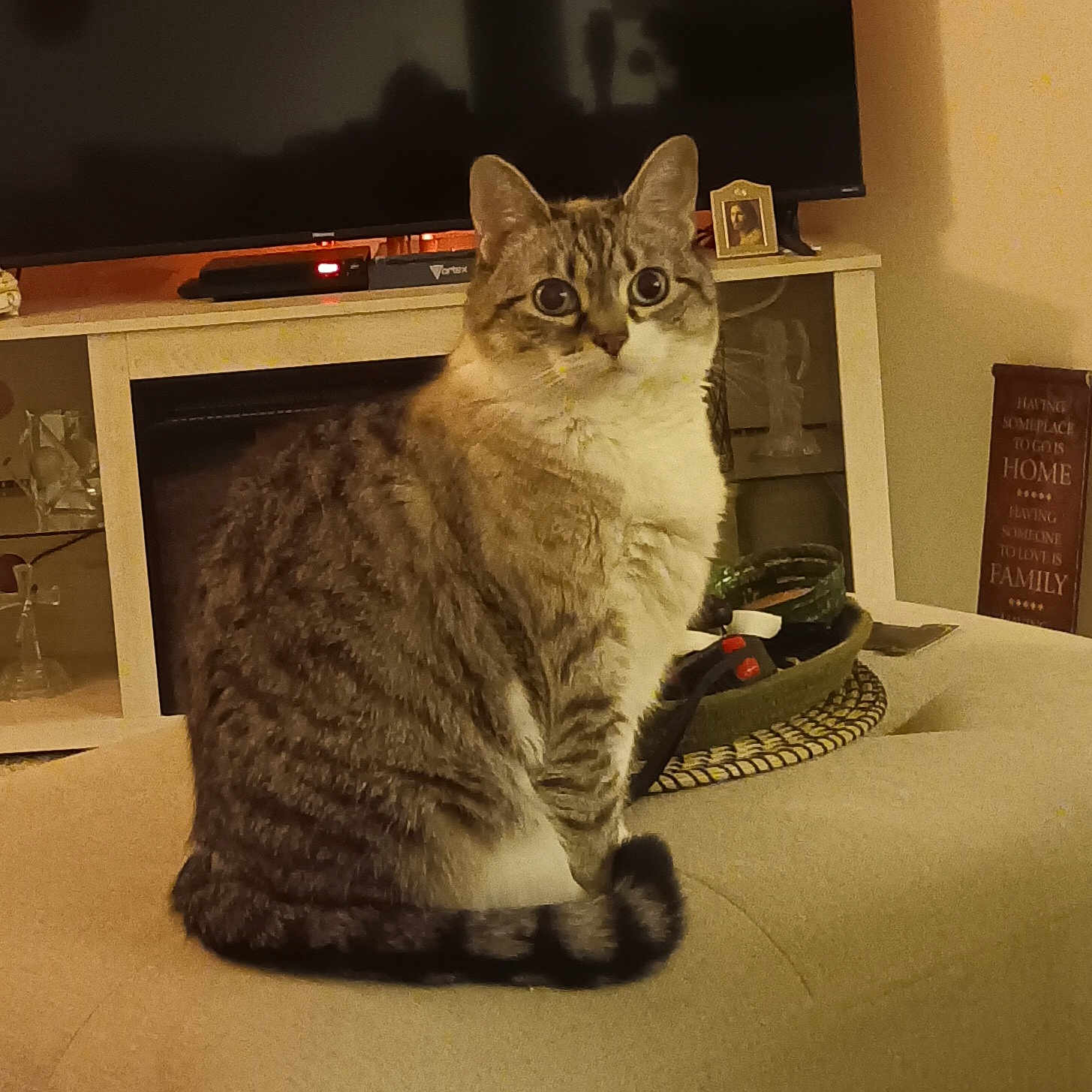 Luna is registered to the contest to win money with this photo: animal, architecture, blackboard, building, cat, computerhardware, couch, electronics, fireplace, furniture, hardware, indoors, kitten, livingroom, manx, monitor, pet, room, screen, tv