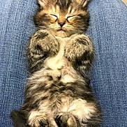 Purdi joined the competition — help win amazing prizes! adorable, animal, closed_eyes, cozy, cute, feline, fur, indoor, jeans, kitten, lap, mammal, paws, pet, relaxed, resting, sleeping, small, soft, tabby