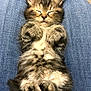 adorable, animal, closed_eyes, cozy, cute, feline, fur, indoor, jeans, kitten, lap, mammal, paws, pet, relaxed, resting, sleeping, small, soft, tabby