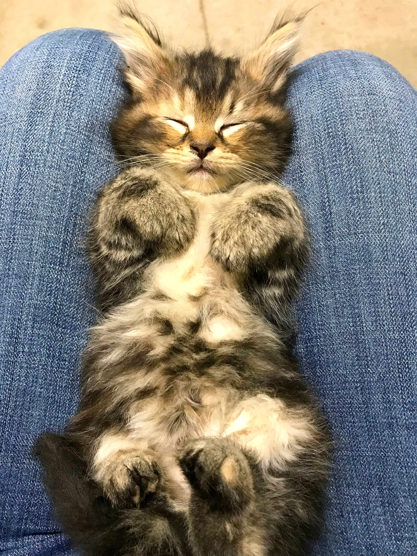 Purdi