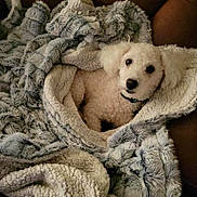 Casper joined the competition — help win amazing prizes! animal, blanket, comfort, companion, couch, cozy, curious, dog, fur, home, indoor, leather, pet, relaxation, resting, small_dog, soft, texture, white_dog, wrapped