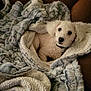 animal, blanket, comfort, companion, couch, cozy, curious, dog, fur, home, indoor, leather, pet, relaxation, resting, small_dog, soft, texture, white_dog, wrapped