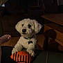 Casper joined the competition — help win amazing prizes! collar, companion, couch, curious, cute, dim_lighting, dog, fluffy, foot, football_toy, furniture, home, indoor, living_room, pet, relaxed, small_dog, toy, white_dog, wood_floor