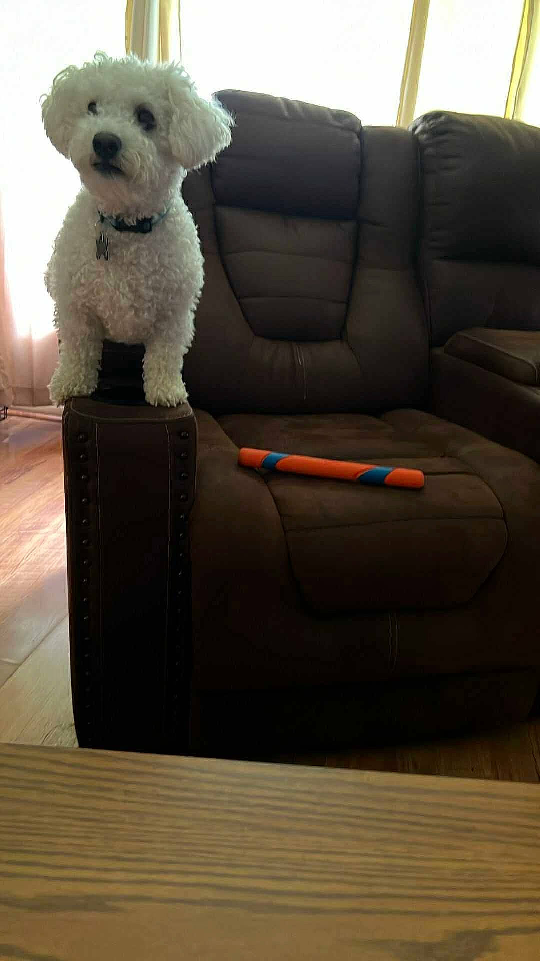 Casper is registered to the contest to win money with this photo: armrest, collar, couch, cozy, curly_fur, curtains, dog, furniture, home, indoor, leather_couch, living_room, natural_light, pet, pet_toy, small_dog, toy, white_dog, window, wood_floor