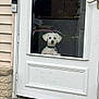 Casper joined the competition — help win amazing prizes! animal, collar, curious, dog, door, doorbell, entrance, glass, home, house, looking_out, outside, paws, pet, porch, reflection, step, waiting, white_dog, window
