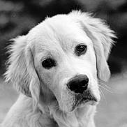 Vahé participe au concours pour gagner de l'argent avec cette photo : adorable, animal, black_and_white, canine, close_up, cute, dog, expression, face, fur, golden_retriever, head, mammal, nature, outdoor, pet, portrait, puppy, whiskers, young