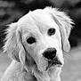 adorable, animal, black_and_white, canine, close_up, cute, dog, expression, face, fur, golden_retriever, head, mammal, nature, outdoor, pet, portrait, puppy, whiskers, young