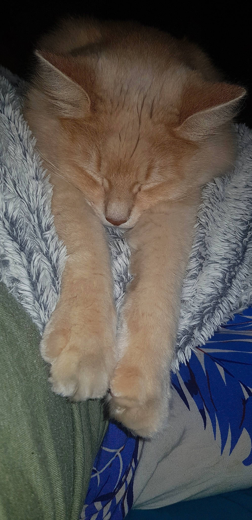 Cub participe au concours pour gagner de l'argent avec cette photo : carnivore, cat, claw, domestic_long_haired_cat, fawn, felidae, fur, polydactyl_cat, small_to_medium_sized_cats, tail, whiskers