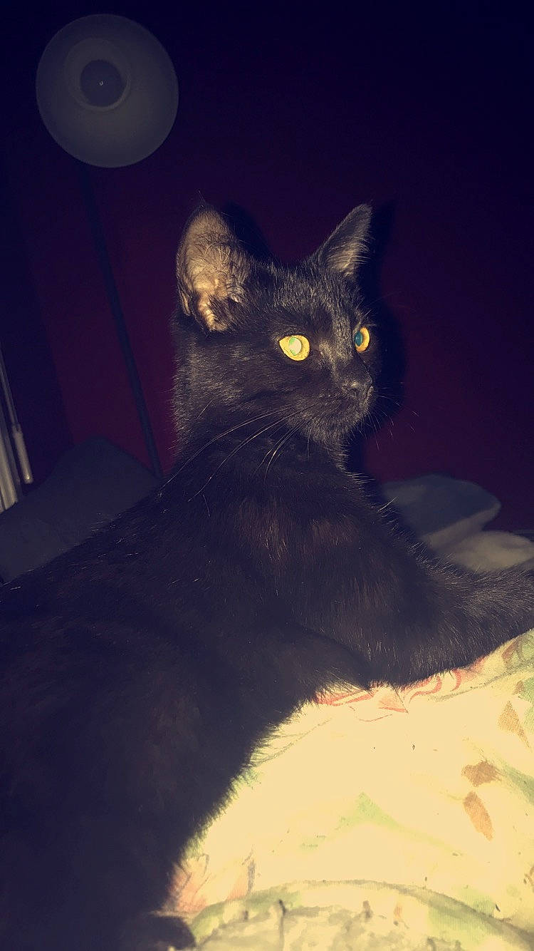 Moumoune participe au concours pour gagner de l'argent avec cette photo : asian, black_cat, bombay, burmese, carnivore, cat, domestic_short_haired_cat, ear, european_shorthair, eye, felidae, german_rex, kitten, korat, night, sky, small_to_medium_sized_cats, snout, tail, whiskers