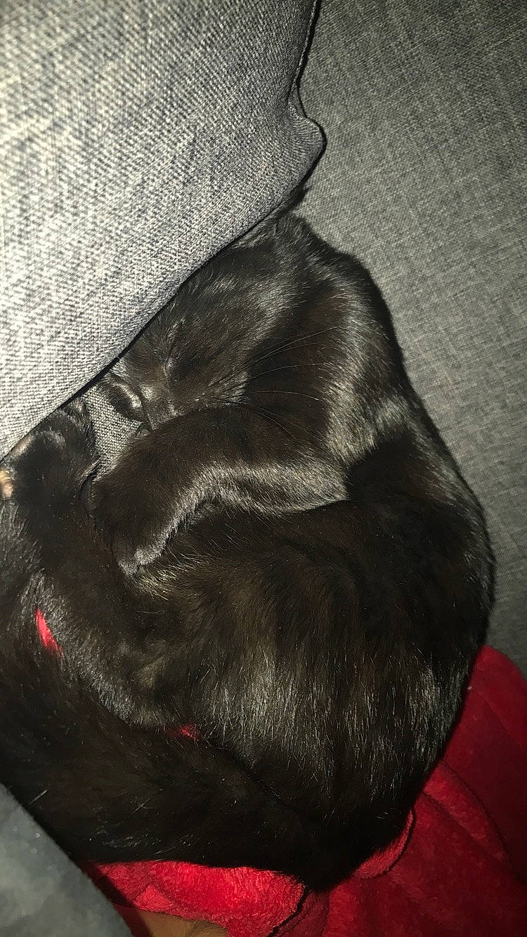 Moumoune participe au concours pour gagner de l'argent avec cette photo : ear, fur, snout, sporting_group