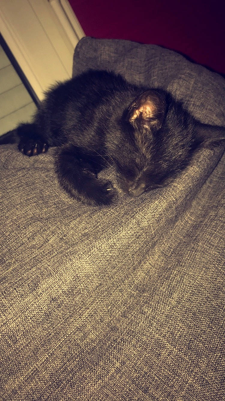 Moumoune participe au concours pour gagner de l'argent avec cette photo : black_cat, british_shorthair, canidae, carnivore, cat, fawn, felidae, floor, flooring, fur, small_to_medium_sized_cats, snout, sporting_group, tail, whiskers