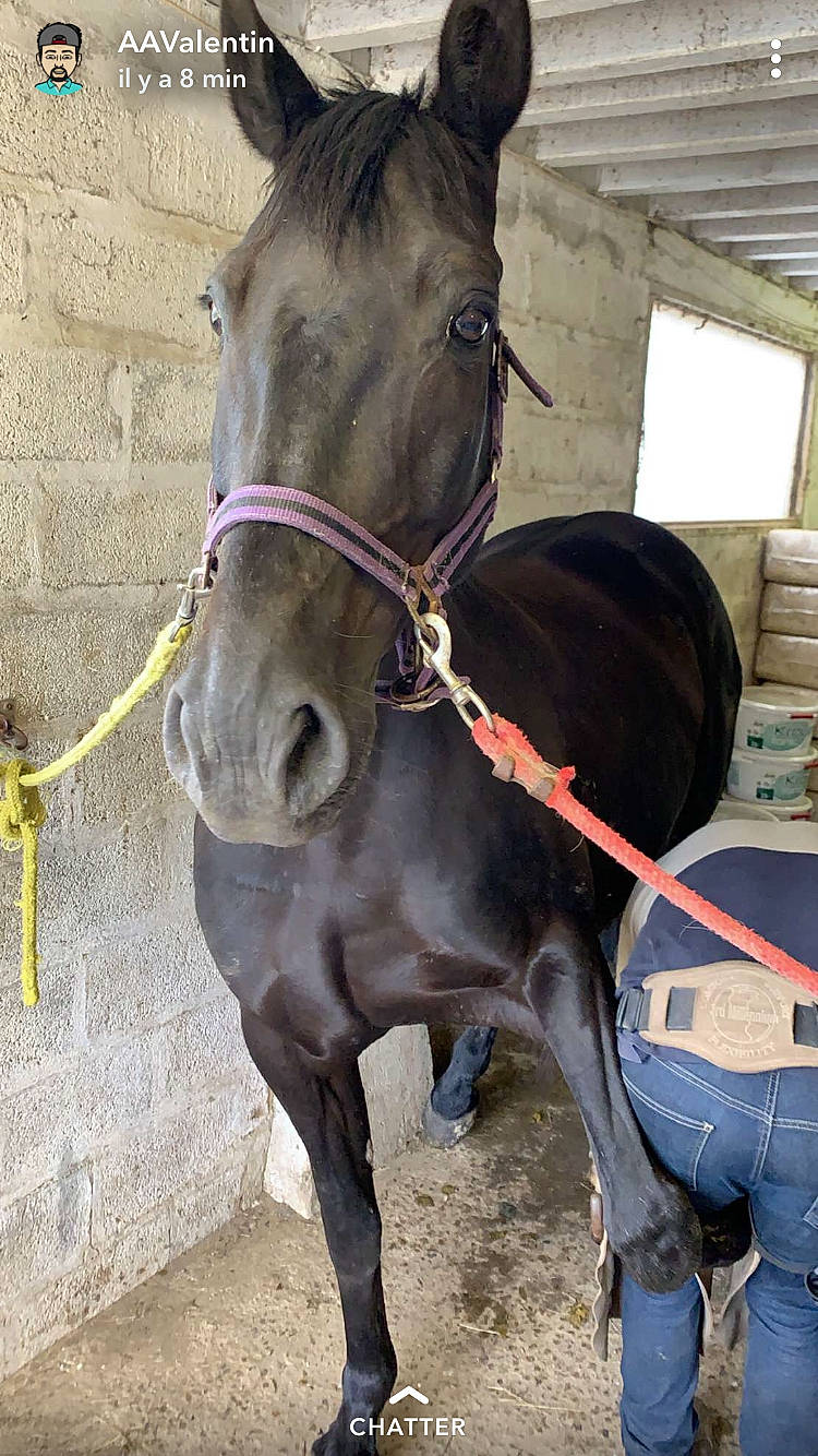 Uriella a rejoint le concours — aidez-le/la à gagner de superbes lots ! bit, bridle, halter, horse, horse_harness, horse_supplies, horse_tack, mane, mare, pack_animal, rein, snout, working_animal