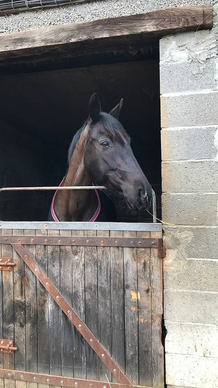 Uriella participe au concours pour gagner de l'argent avec cette photo : bridle, facade, fence, horse, landscape, liver, mane, mare, mustang_horse, snout, sorrel, stable, stallion, wall, window, wood