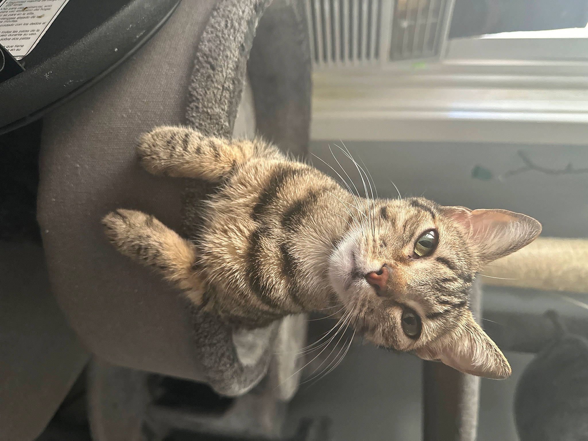 Zara joined the competition — help win amazing prizes! carnivore, cat, claw, comfort, domestic_short_haired_cat, felidae, fur, paw, small_to_medium_sized_cats, snout, tail, terrestrial_animal, whiskers, wildlife, window