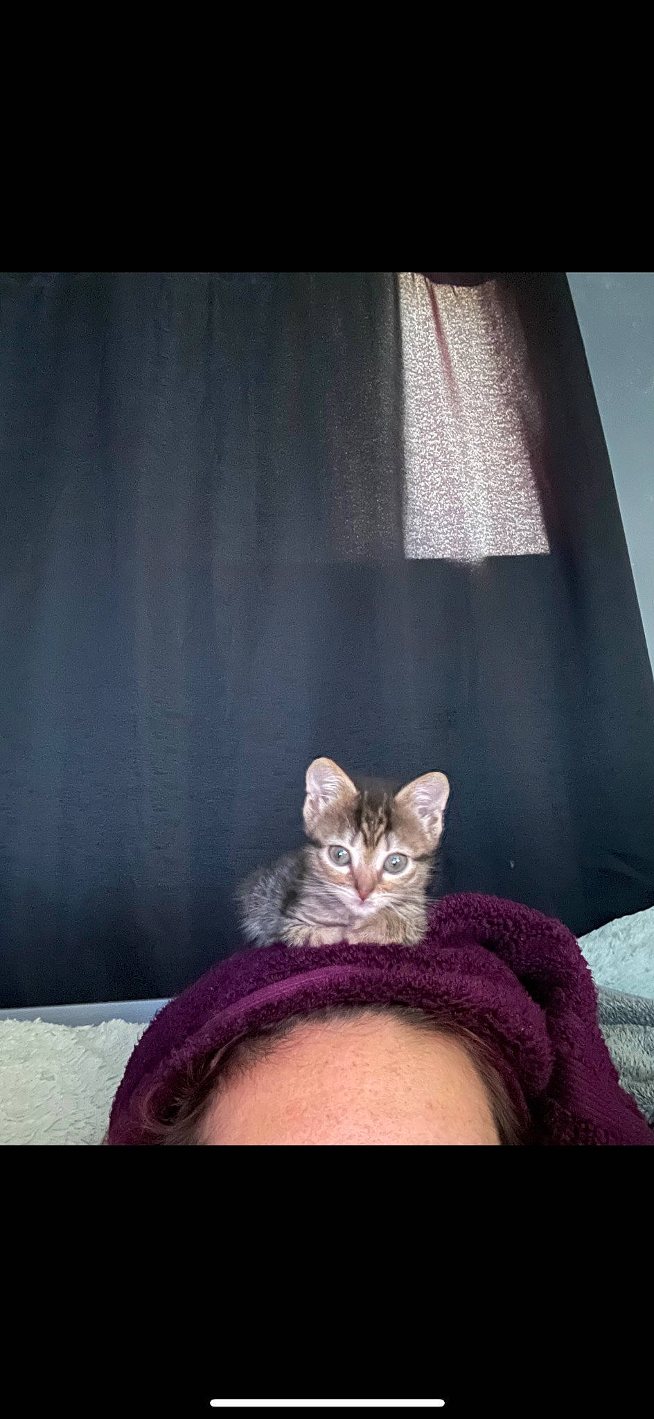 Zara joined the competition — help win amazing prizes! carnivore, cat, comfort, couch, curtain, darkness, domestic_short_haired_cat, fawn, felidae, fur, grey, hat, linens, plant, small_to_medium_sized_cats, tail, tints_and_shades, tree, whiskers, window