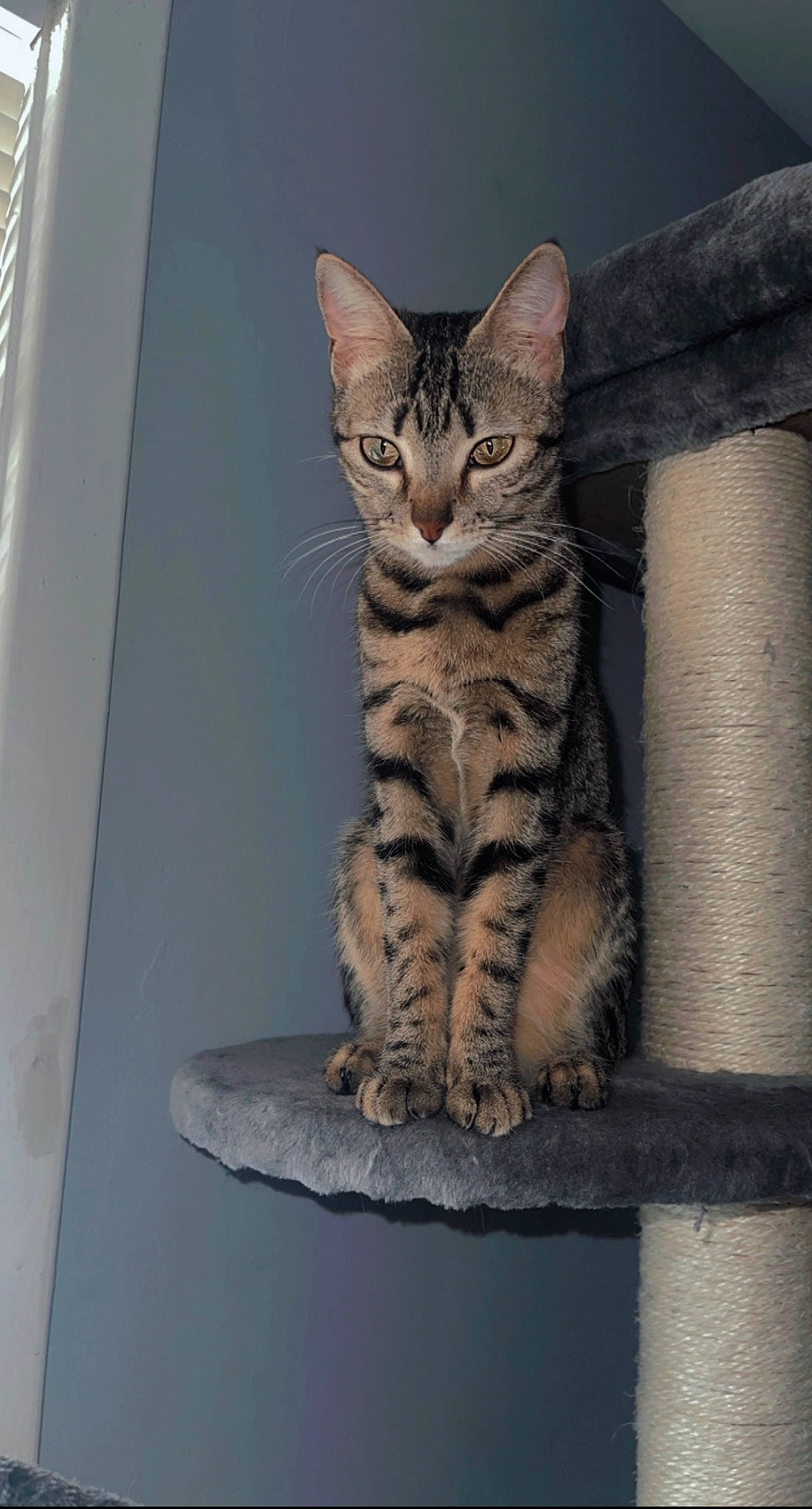 Zara joined the competition — help win amazing prizes! art, carnivore, cat, claw, domestic_short_haired_cat, door, felidae, fur, paw, rectangle, sitting, small_to_medium_sized_cats, snout, tail, terrestrial_animal, whiskers, wood