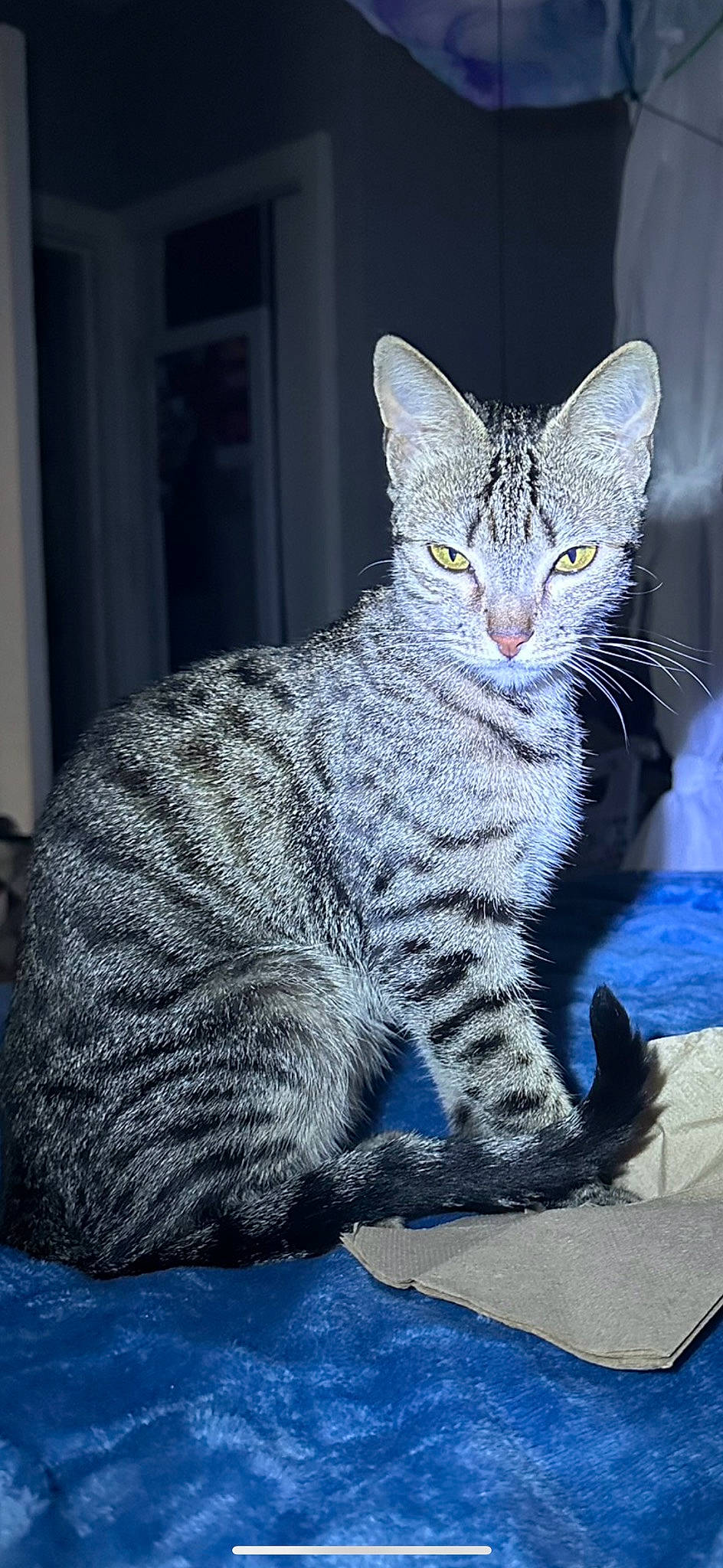 Zara is registered to the contest to win money with this photo: blue, carnivore, cat, claw, domestic_short_haired_cat, electric_blue, felidae, fur, grey, paw, sitting, small_to_medium_sized_cats, snout, tail, terrestrial_animal, whiskers, wildlife, window