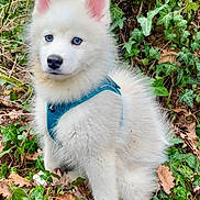 Atick a rejoint le concours — aidez-le/la à gagner de superbes lots ! puppy, dog, husky_puppy, white_fur, blue_eyes, harness, outdoor, ivy, leaves, forest_floor, foliage, sitting, portrait, close_up, fur, pointy_ears, black_nose, paws, cute, curious