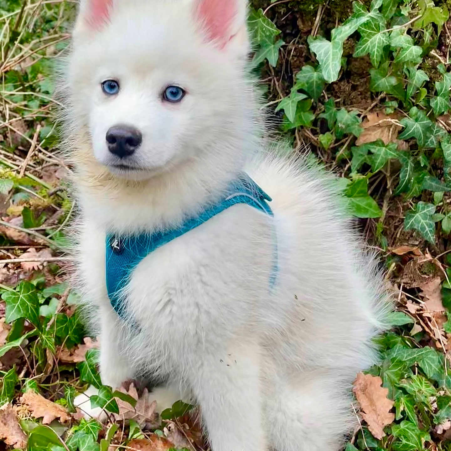 Atick a rejoint le concours — aidez-le/la à gagner de superbes lots ! black_nose, blue_eyes, close_up, curious, cute, dog, foliage, forest_floor, fur, harness, husky_puppy, ivy, leaves, outdoor, paws, pointy_ears, portrait, puppy, sitting, white_fur