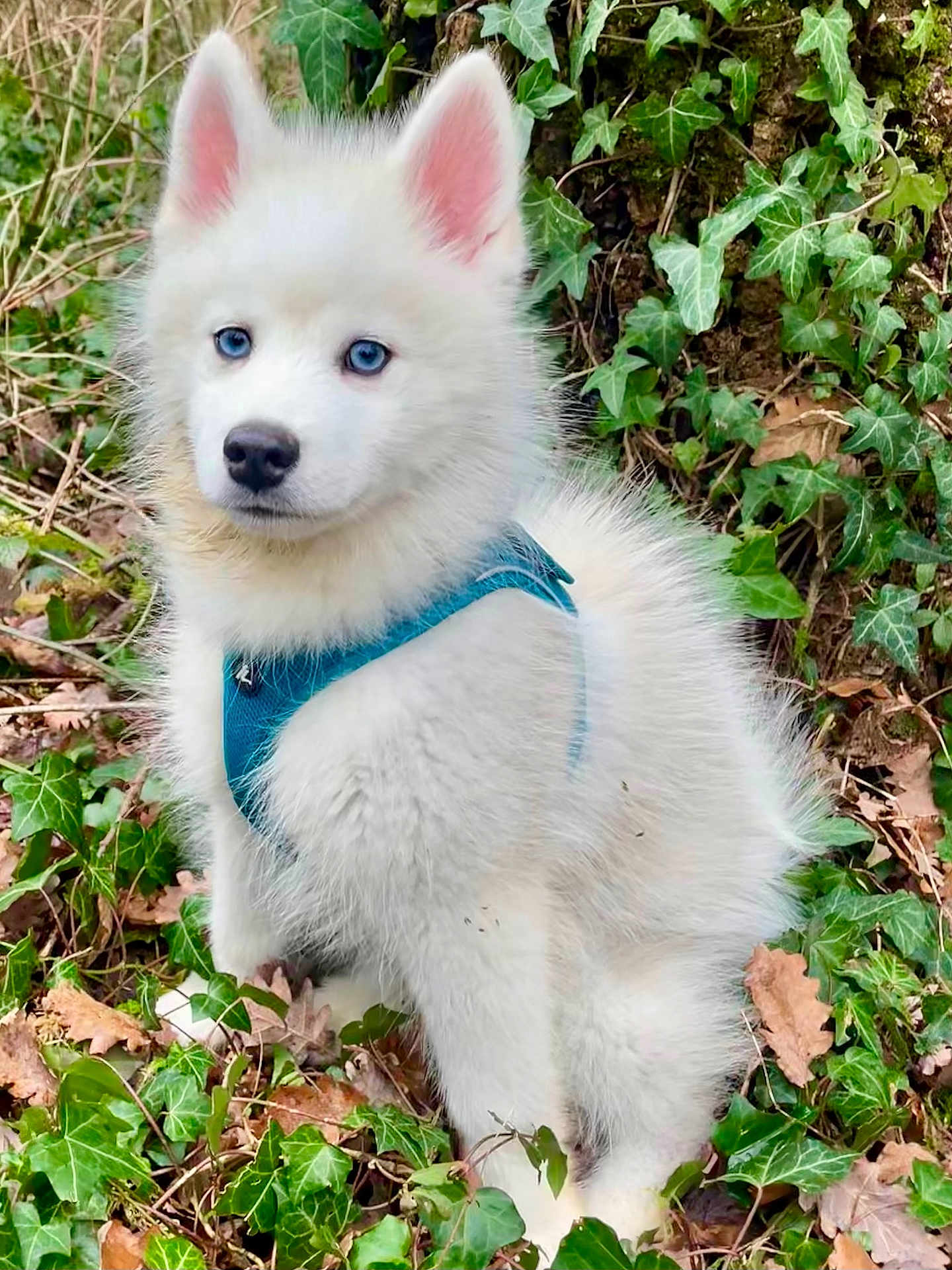 Atick a rejoint le concours — aidez-le/la à gagner de superbes lots ! puppy, dog, husky_puppy, white_fur, blue_eyes, harness, outdoor, ivy, leaves, forest_floor, foliage, sitting, portrait, close_up, fur, pointy_ears, black_nose, paws, cute, curious