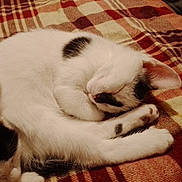 Whispy joined the competition — help win amazing prizes! cat, sleeping, white_cat, black_and_white_cat, plaid_blanket, cozy, resting, pet, animal, fur, cute, domestic_animal, indoor, relaxation, curled_up, paw, ears, whiskers, soft, peaceful