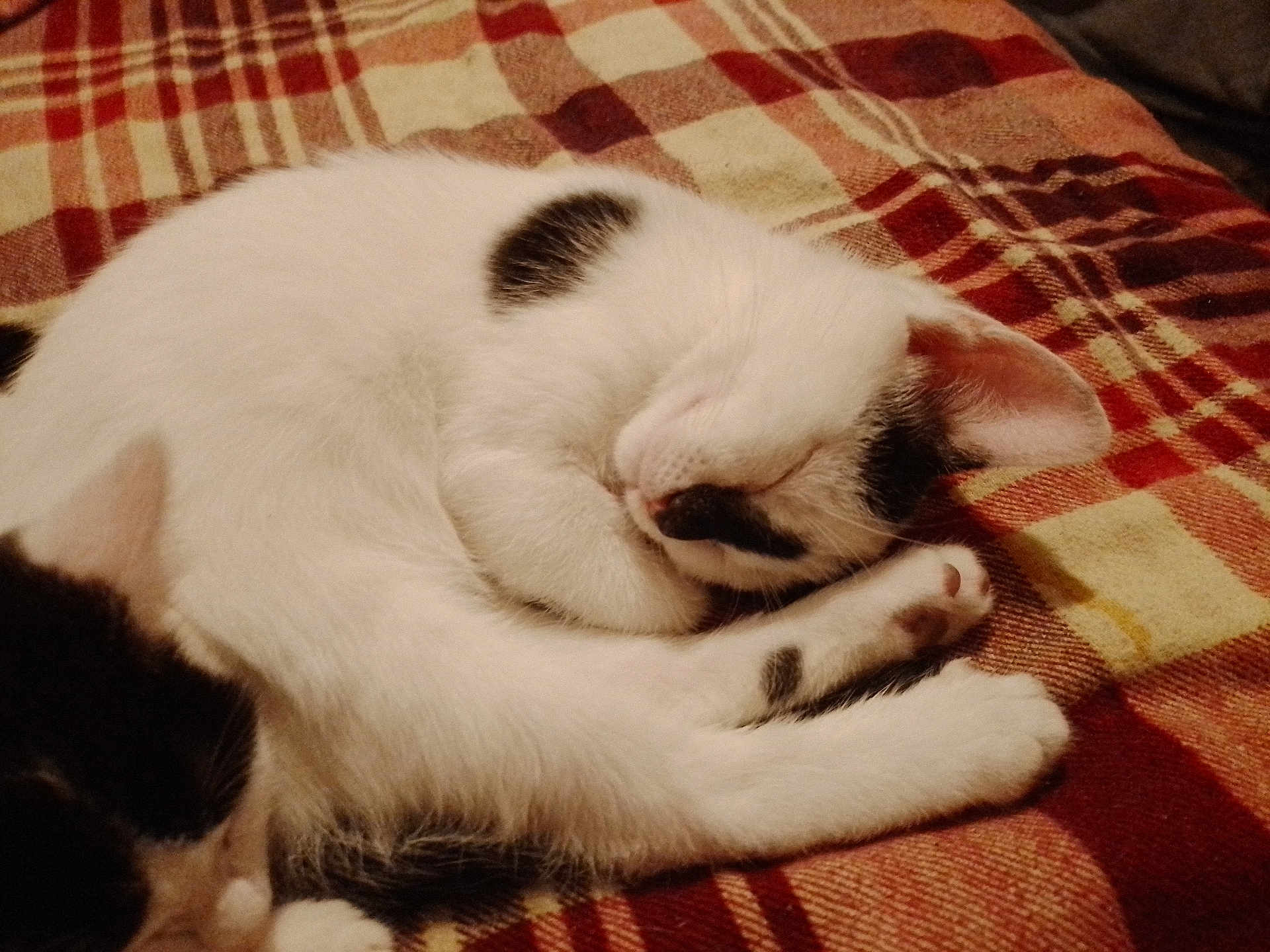 Whispy joined the competition — help win amazing prizes! cat, sleeping, white_cat, black_and_white_cat, plaid_blanket, cozy, resting, pet, animal, fur, cute, domestic_animal, indoor, relaxation, curled_up, paw, ears, whiskers, soft, peaceful
