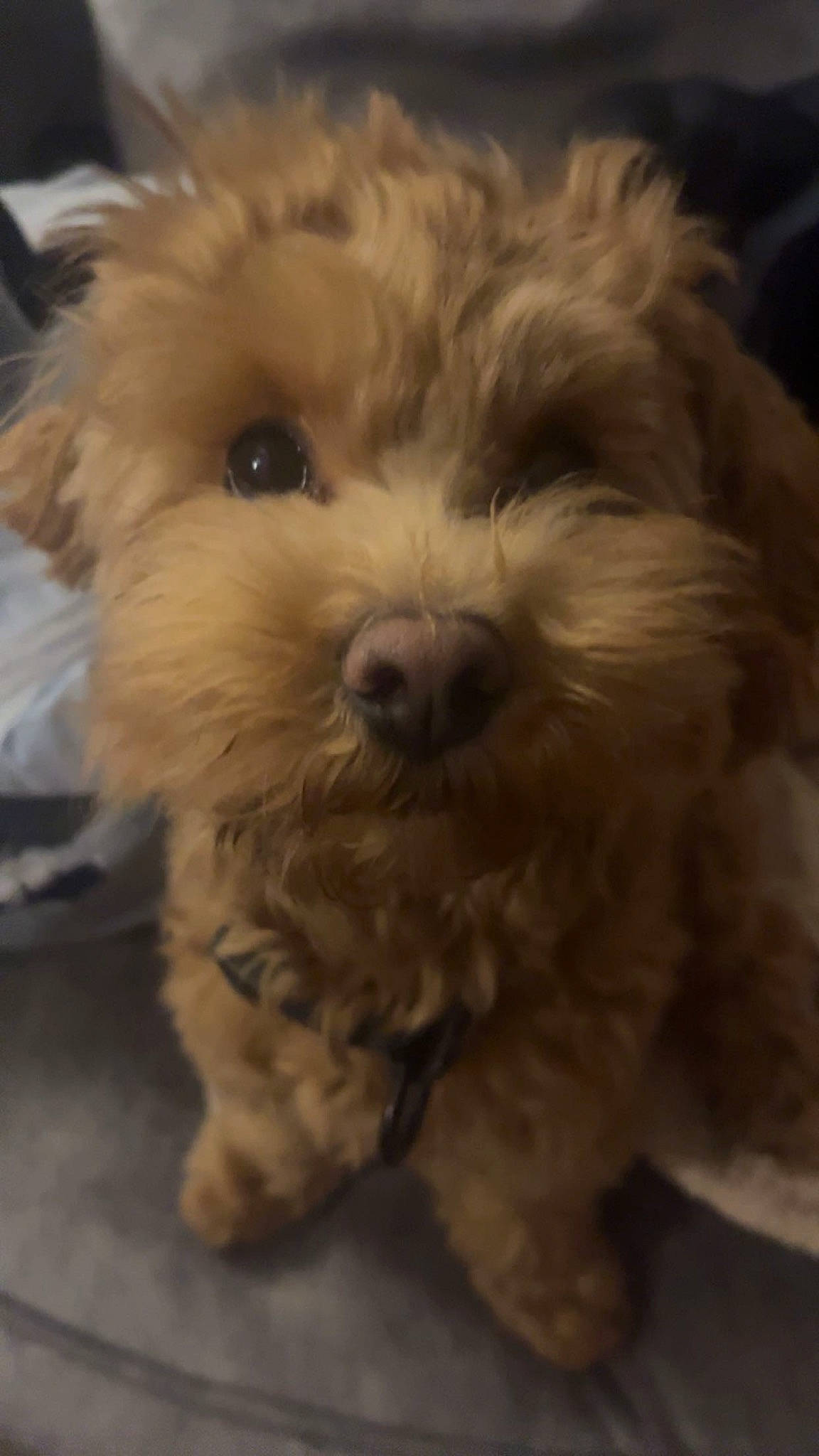 Eddie joined the competition — help win amazing prizes! carnivore, companion_dog, dog, dog_breed, fur, labradoodle, maltepoo, non_sporting_group, shih_poo, small_terrier, snout, sporting_group, terrier, toy_dog, water_dog, working_animal, yorkipoo