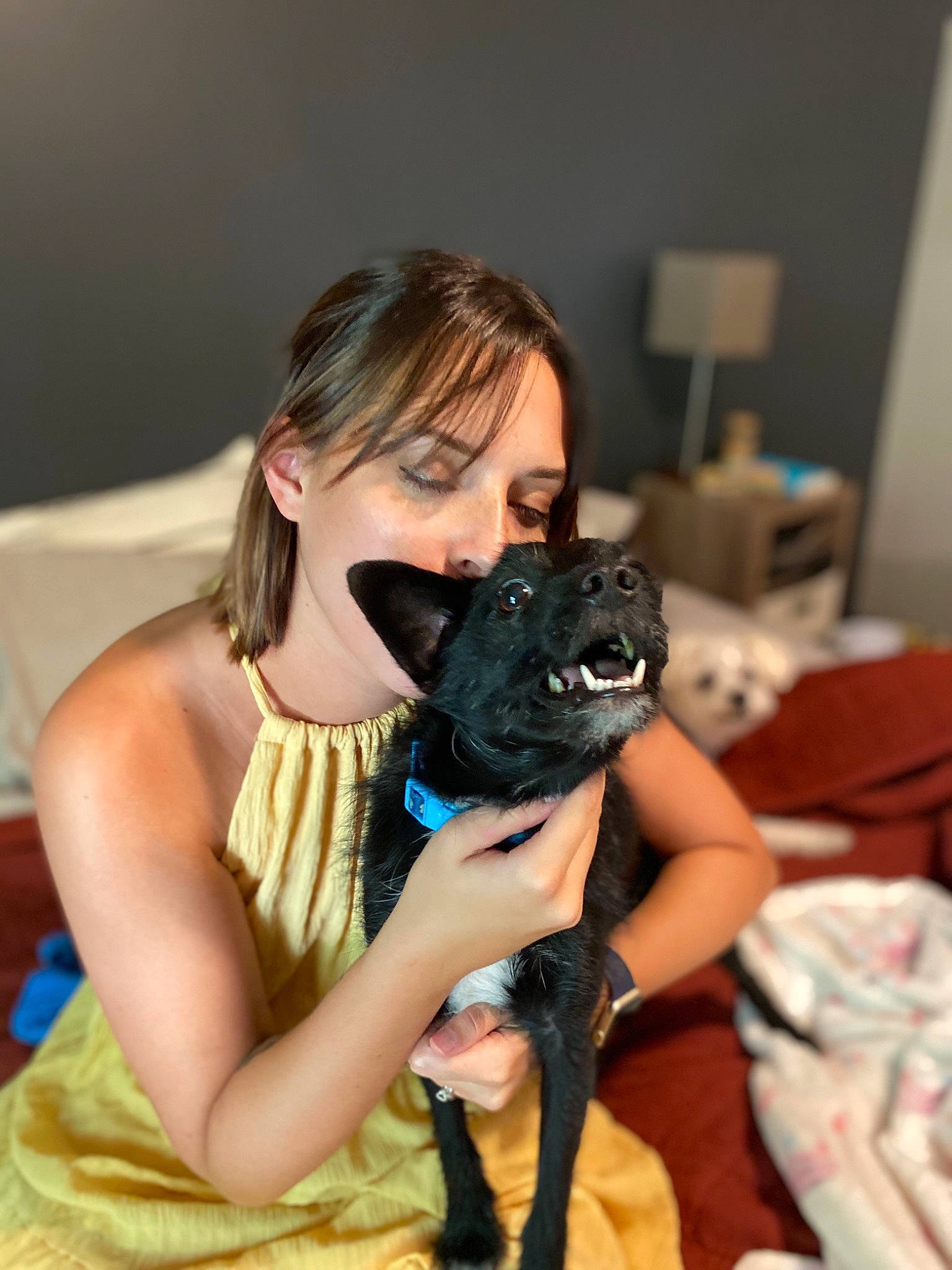 Fenrir is registered to the contest to win money with this photo: black_hair, camera_lens, cameras_optics, carnivore, companion_dog, dog, dog_breed, ear, event, fawn, fun, fur, happy, long_hair, nail, sitting, skin, snout, thigh, toy_dog