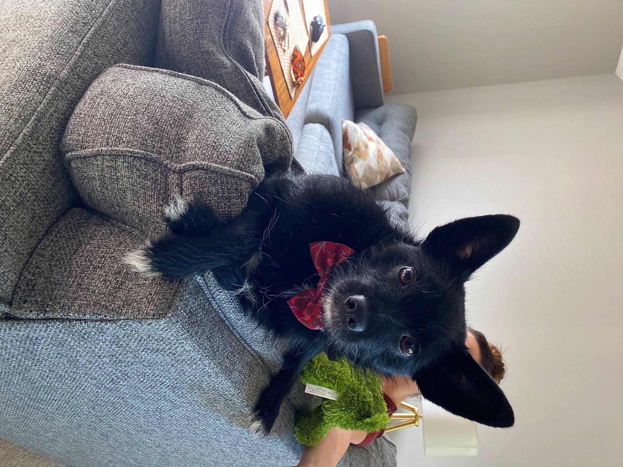 Fenrir joined the competition — help win amazing prizes! carnivore, comfort, companion_dog, dog, dog_breed, ear, fashion_accessory, fawn, felidae, fur, grey, plush, small_to_medium_sized_cats, snout, stuffed_toy, tail, toy, toy_dog, whiskers, working_animal