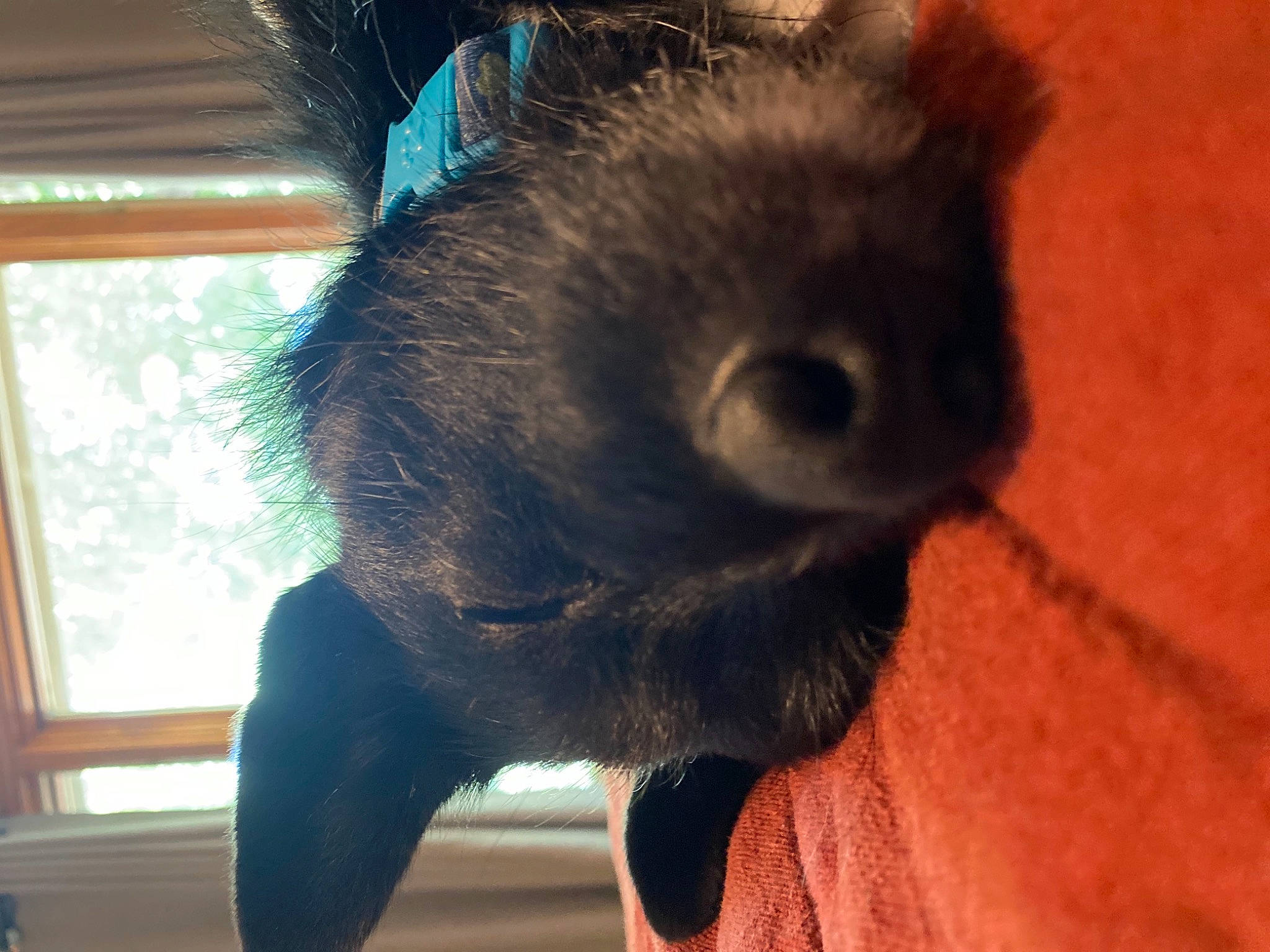 Fenrir is registered to the contest to win money with this photo: canidae, carnivore, companion_dog, dog_breed, ear, fawn, felidae, fur, gesture, liver, natural_material, nose, small_to_medium_sized_cats, snout, sporting_group, tail, terrestrial_animal, whiskers, window, working_animal