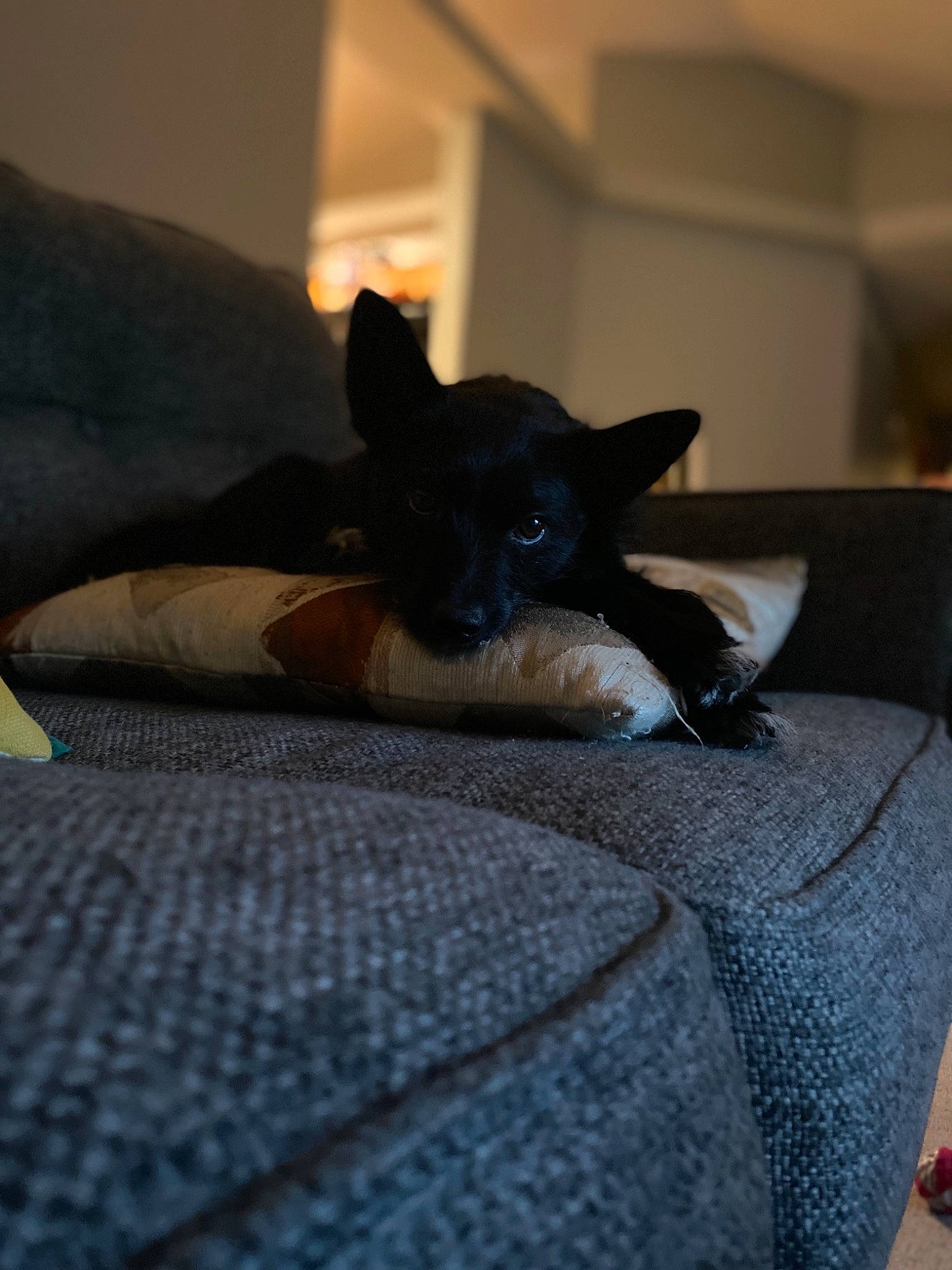 Fenrir is registered to the contest to win money with this photo: bed, canidae, carnivore, comfort, companion_dog, couch, dog, dog_breed, fawn, felidae, flooring, fur, grey, linens, room, snout, terrestrial_animal, toy_dog, whiskers, working_animal