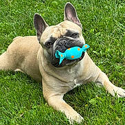 Jagger joined the competition — help win amazing prizes! dog, french_bulldog, grass, toy, outdoor, pet, animal, playful, cute, laying_down, mouth, ears, brown, canine, nature, summer, relaxed, small_dog, adorable, polka_dot