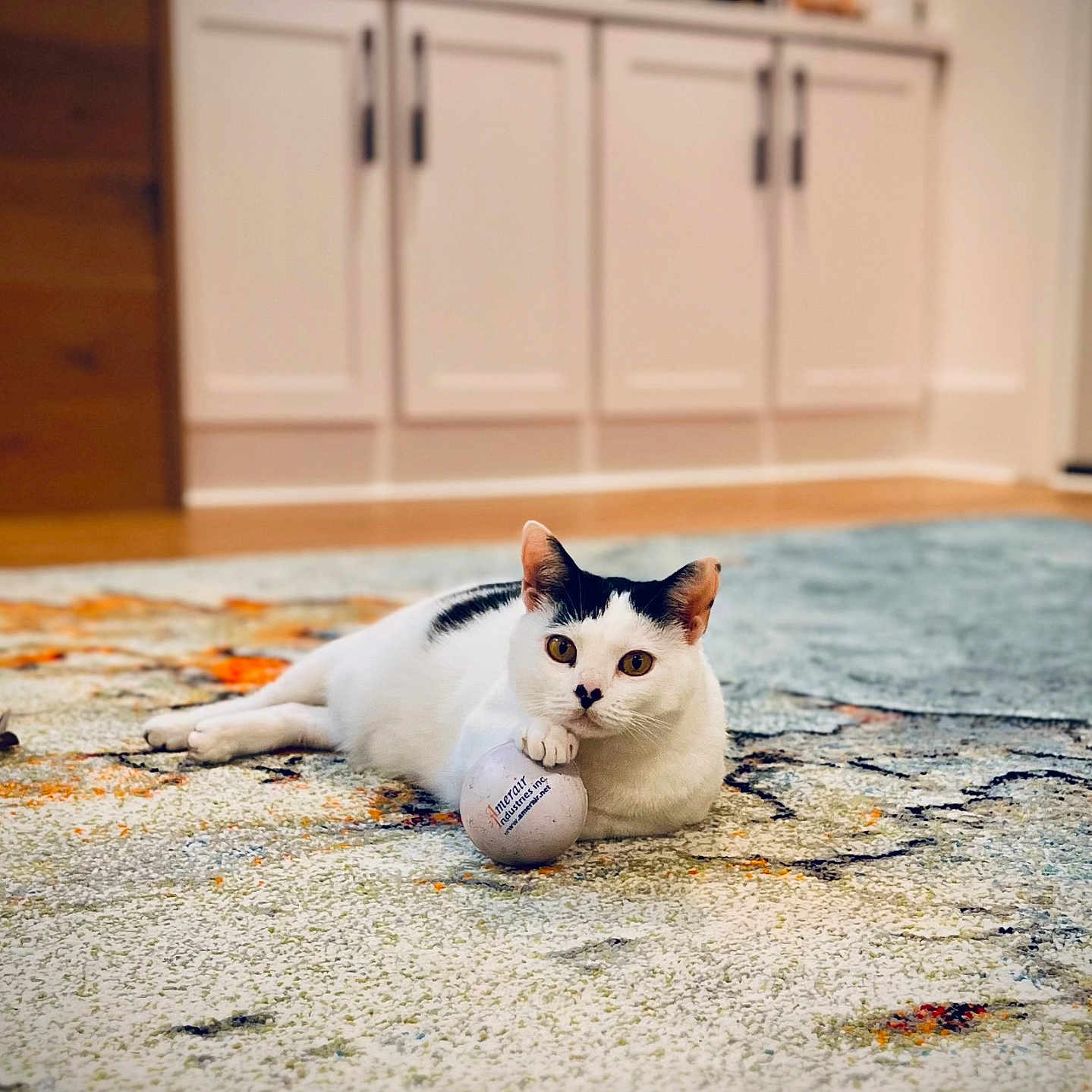 Inga joined the competition — help win amazing prizes! animal, ball, black_markings, cabinet, carpet, cat, close_up, cute, domestic, feline, floor, home_interior, indoor, lying_down, paw, pets, playful, relaxed, white_cat, wooden_floor