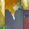 cat, orange_cat, white_cat, refrigerator, paw, lounging, indoor, window, curtain, kitchen, houseplant, sunlight, shadow, furniture, domestic, pet, relaxed, resting, fur, animal