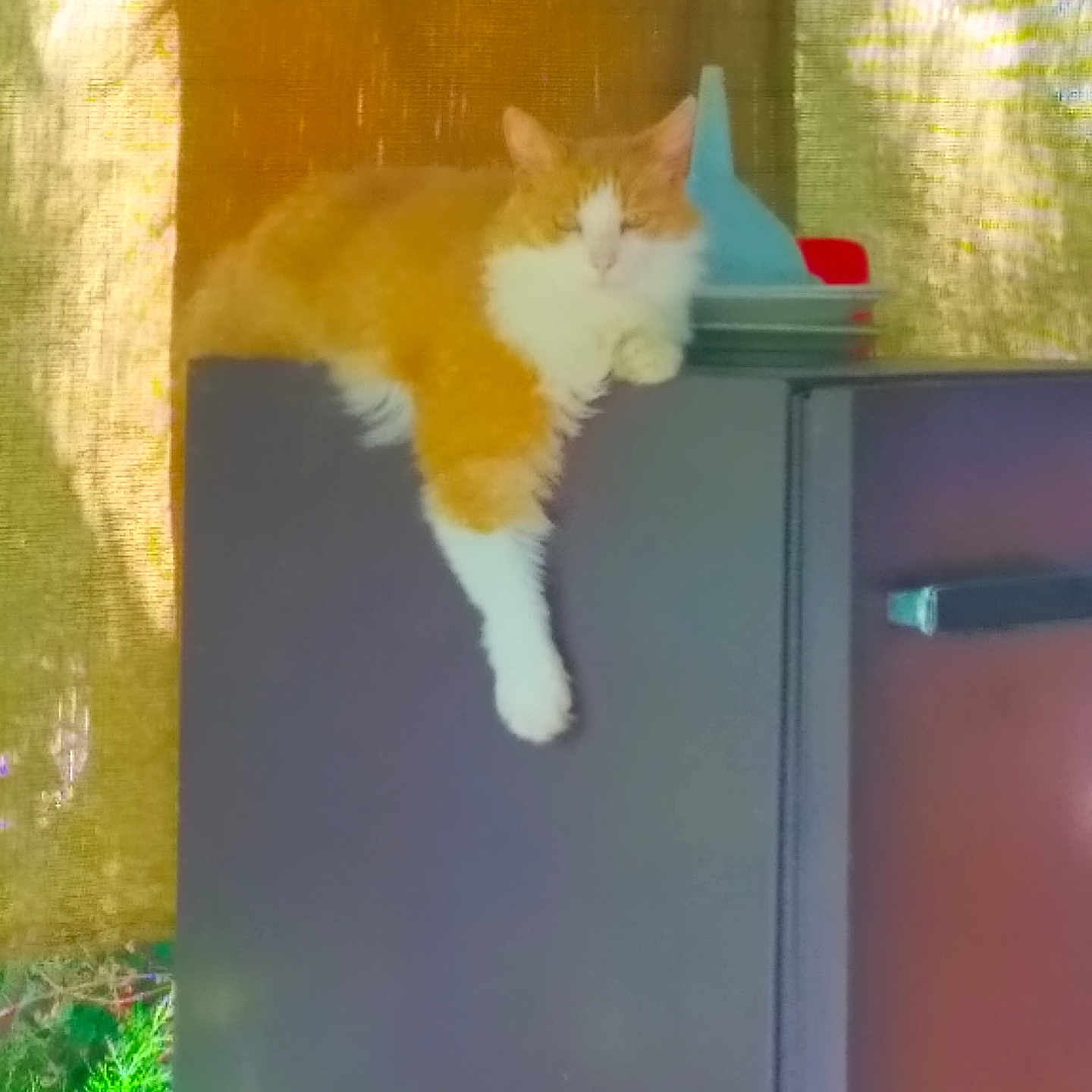 Theo participe au concours pour gagner de l'argent avec cette photo : cat, orange_cat, white_cat, refrigerator, paw, lounging, indoor, window, curtain, kitchen, houseplant, sunlight, shadow, furniture, domestic, pet, relaxed, resting, fur, animal