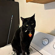 Bas joined the competition — help win amazing prizes! black_cat, cat, pet, indoor, appliance, dryer, broom, collar, tag, green_eyes, wooden_shelf, cabinet, feline, animal, household, domestic, sitting, fur, whiskers, curious