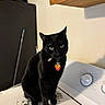 black_cat, cat, pet, indoor, appliance, dryer, broom, collar, tag, green_eyes, wooden_shelf, cabinet, feline, animal, household, domestic, sitting, fur, whiskers, curious