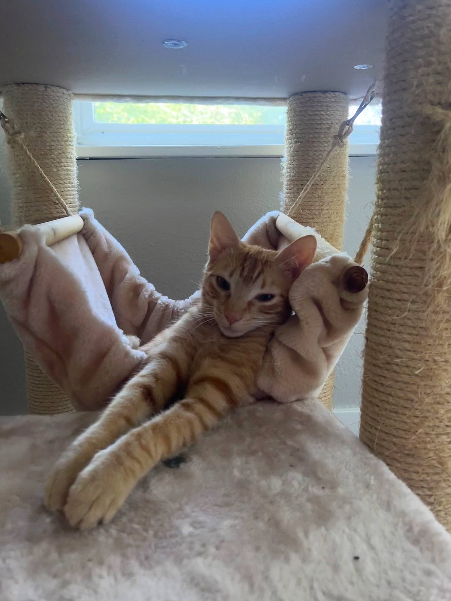 Cleopatra is registered to the contest to win money with this photo: bed, bed_sheet, bedding, carnivore, cat, comfort, domestic_short_haired_cat, fawn, felidae, flooring, fur, hardwood, linens, paw, room, small_to_medium_sized_cats, stairs, tail, whiskers, wood