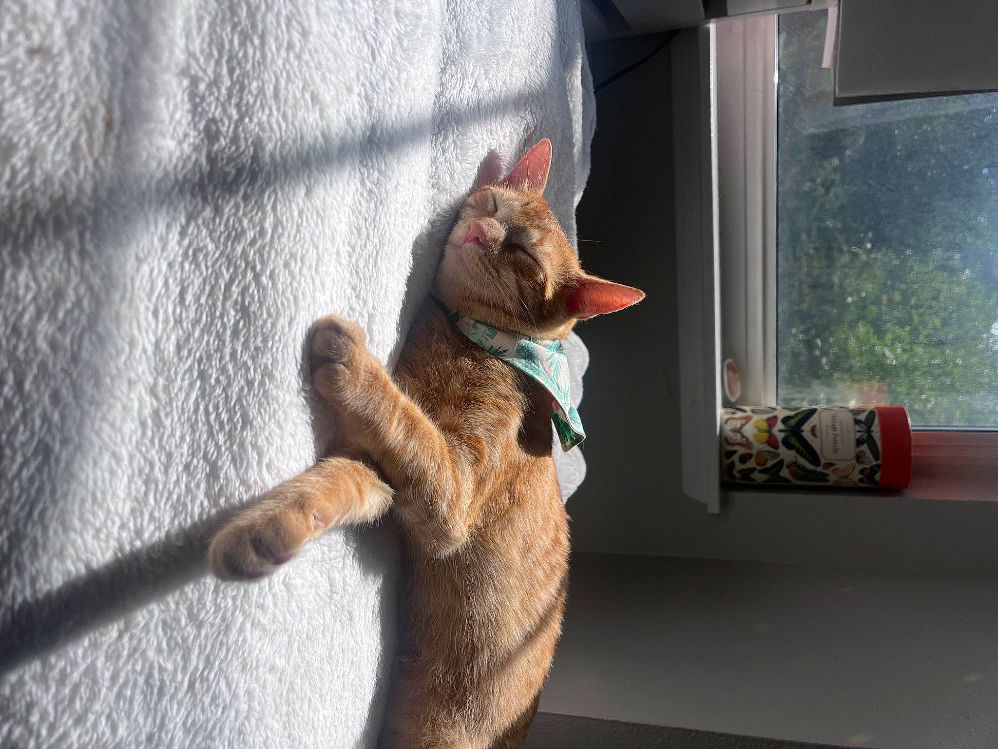 Cleopatra is registered to the contest to win money with this photo: canidae, carnivore, cat, comfort, domestic_short_haired_cat, fawn, felidae, fur, gesture, human_leg, paw, plant, small_to_medium_sized_cats, snout, stuffed_toy, tail, textile, whiskers, window, wood