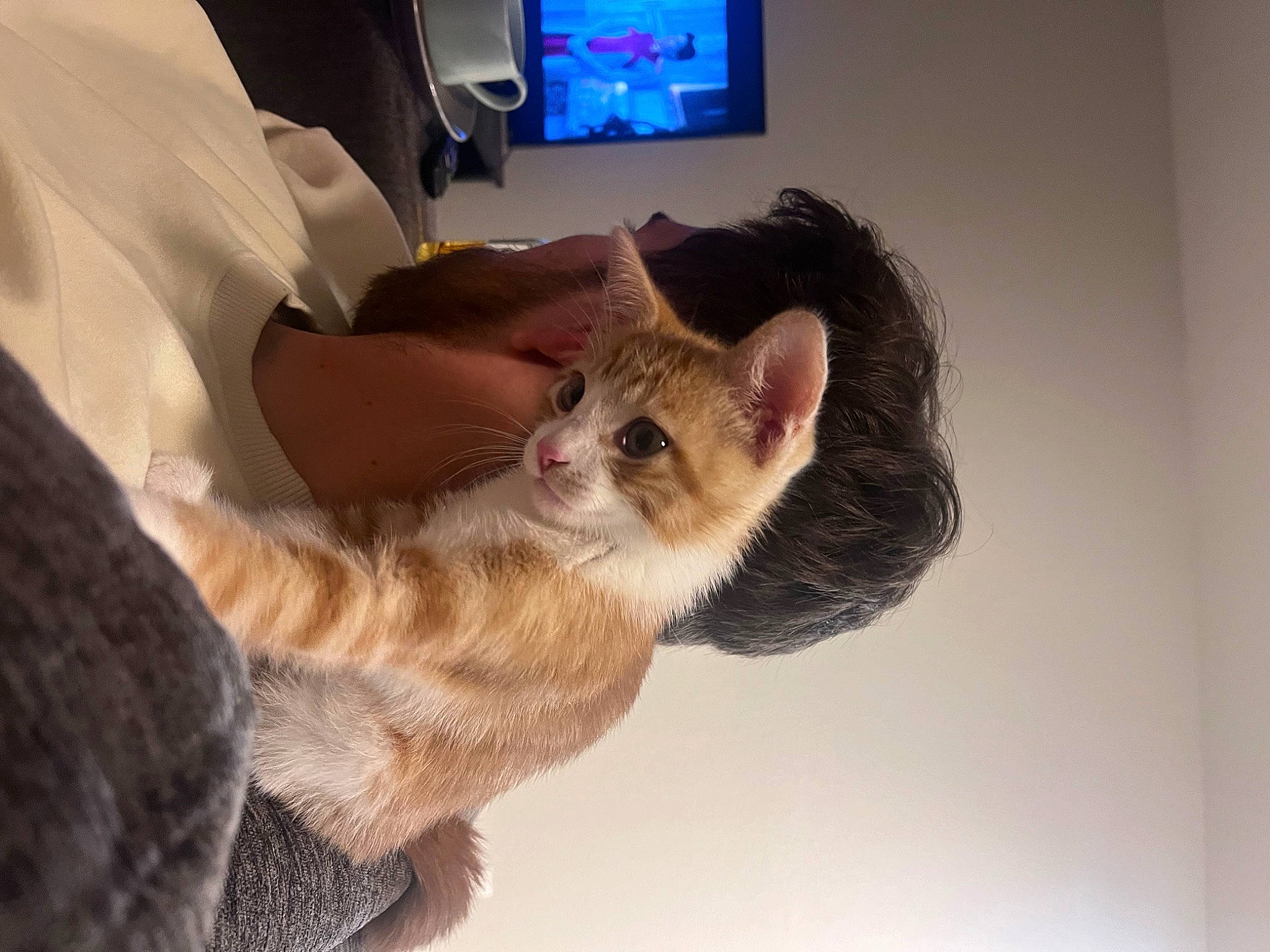 Archie is registered to the contest to win money with this photo: carnivore, cat, claw, comfort, domestic_short_haired_cat, ear, fawn, felidae, fur, gesture, human_leg, lap, laptop, mammal, paw, small_to_medium_sized_cats, snout, tail, vertebrate, whiskers