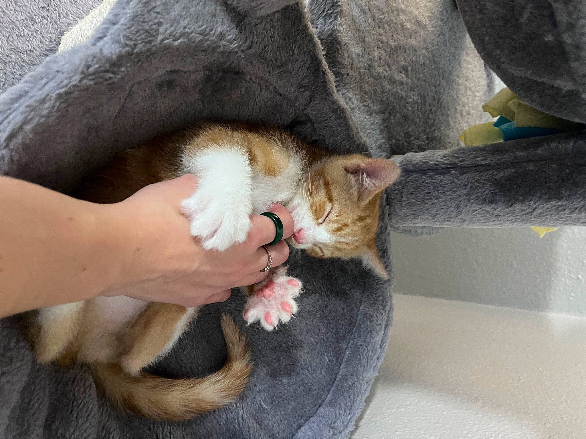 Archie is registered to the contest to win money with this photo: carnivore, cat, comfort, domestic_short_haired_cat, fawn, felidae, finger, foot, fur, gesture, hand, human_leg, lap, nail, small_to_medium_sized_cats, tail, thigh, toe, whiskers, window