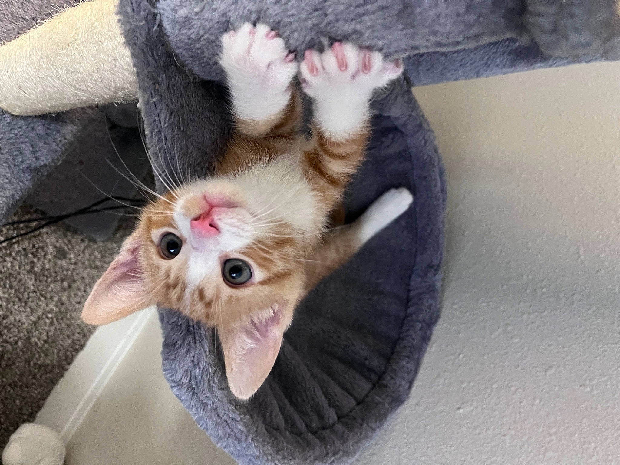 Archie joined the competition — help win amazing prizes! canidae, carnivore, cat, claw, comfort, companion_dog, dog_breed, domestic_short_haired_cat, felidae, foot, fur, musical_instrument, paw, plant, small_to_medium_sized_cats, sporting_group, tail, tree, whiskers